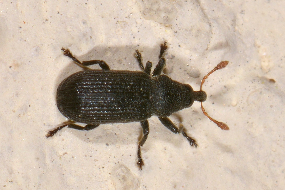 Curculionidae: Magdalis sp?  S, Magdalis flavicornis